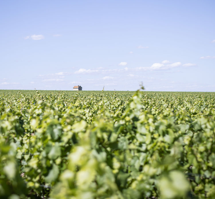 Champagne Franck Bonville